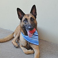 adopt a pet