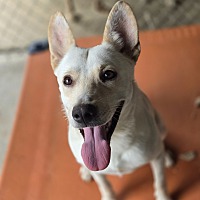 adopt a pet
