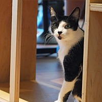 adopt a pet