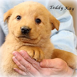 Thumbnail photo of Teddy Kay~adopted! #1