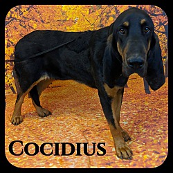 Thumbnail photo of Cocidius #2