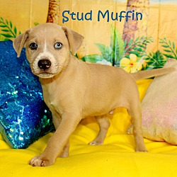 Thumbnail photo of Stud Muffin~adopted! #3
