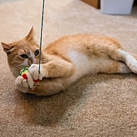 adopt a pet
