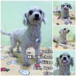 Photo of Muffin from Korea