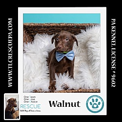 Photo of Walnut (Nutmeg's Pups) 012724