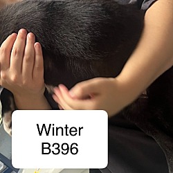 Thumbnail photo of Winter B396 #2