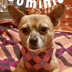 Thumbnail photo of Dominic #1