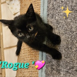 Thumbnail photo of Rogue #1