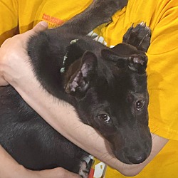 Thumbnail photo of ADELAIDE  14 POUND PUPPY   FOSTERED IN NJ    BLACK PUPPY BONANZA $175 #2