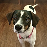 adopt-pet