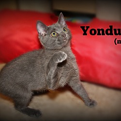 Thumbnail photo of Yondu #1