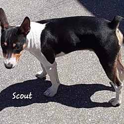 Photo of SCOUT