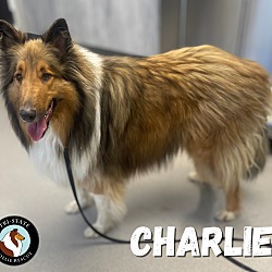 Thumbnail photo of Charlie #4