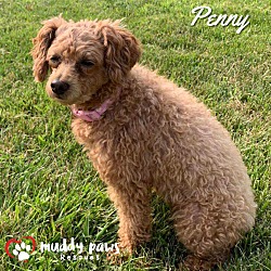 Photo of Penny