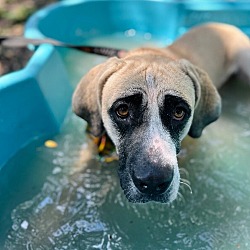 Thumbnail photo of Mabel the Water loving Socialite #2