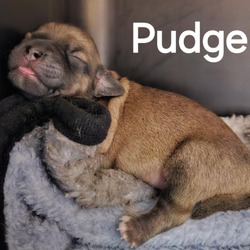 Thumbnail photo of Pudge #3