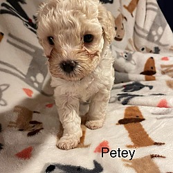 Thumbnail photo of Petey #3