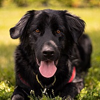 adopt-pet