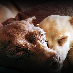 Thumbnail photo of Pebbles and Penny -BONDED PAIR #2