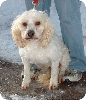 bichon frise cocker spaniel