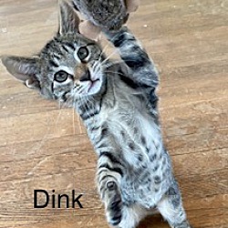 Thumbnail photo of Dink (Baby Boy) #3