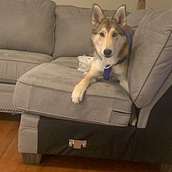 Photo of Bluey