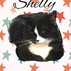 Thumbnail photo of Shelley #4