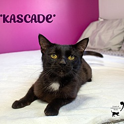 Thumbnail photo of Kascade #1