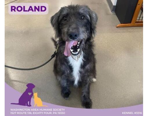 Eighty Four, PA - Labrador Retriever/Poodle (Standard). Meet Roland a ...