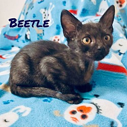 Thumbnail photo of Beetle #2