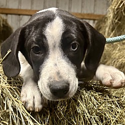 Thumbnail photo of Hayride Henry #1