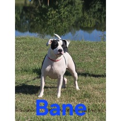 Thumbnail photo of Bane #1