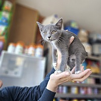 adopt a pet