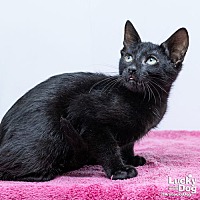 adopt a pet