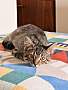 SPICE (BONDED TO OREO) - Domestic Shorthair available for adoption