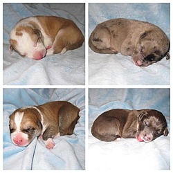 Thumbnail photo of Puppies & more puppies!!! #2