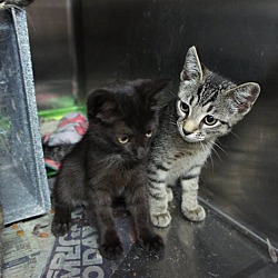 Thumbnail photo of S kittens* #2