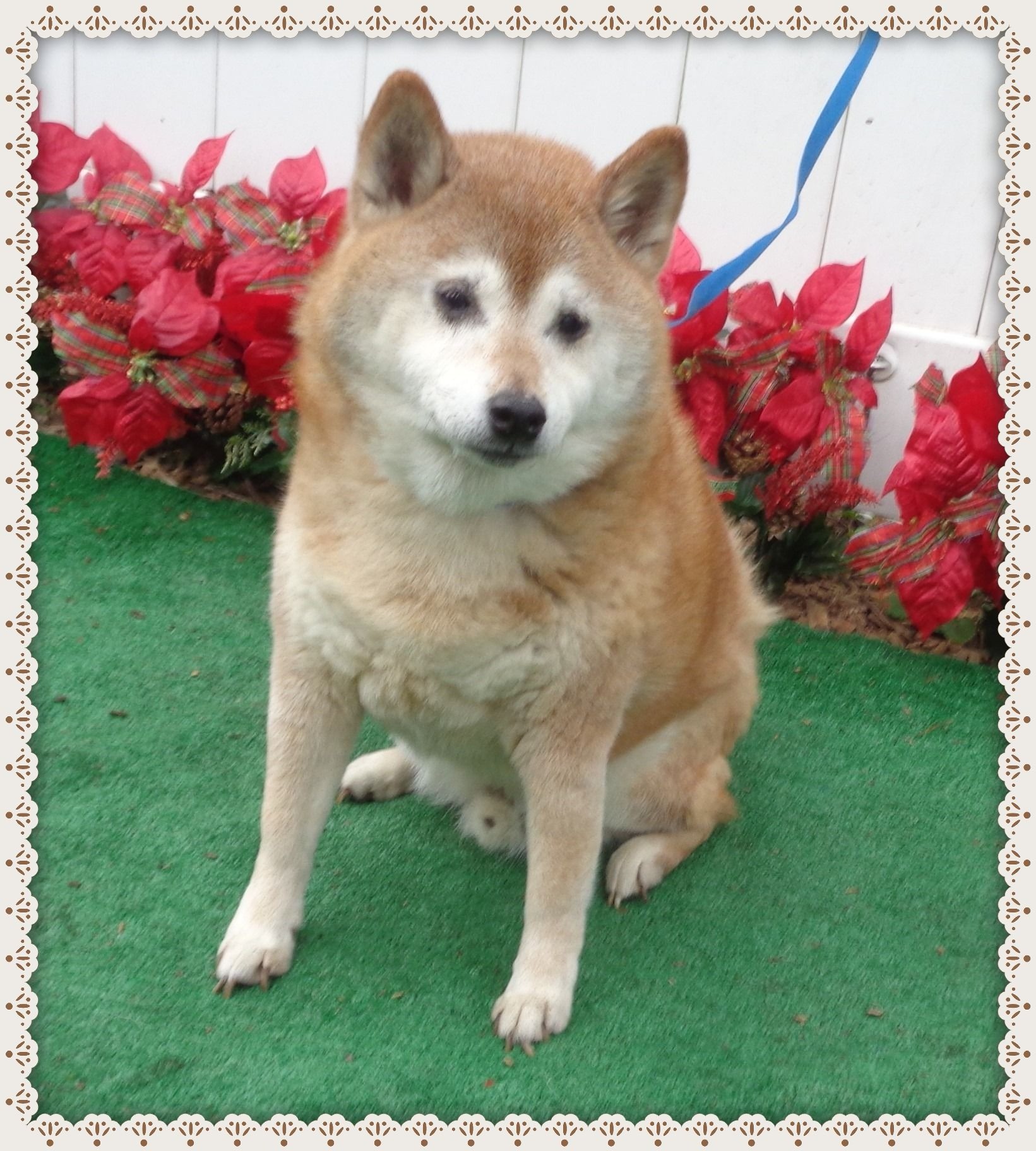 Marietta Ga Shiba Inu Meet Santos R A Pet For Adoption