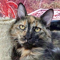Photo of Chessie