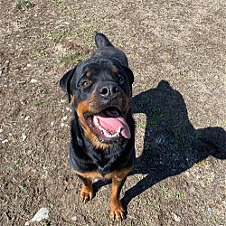 Photo of Taz