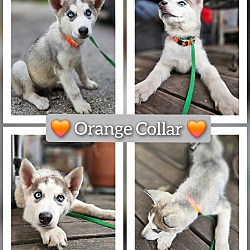 Photo of Orange Collar