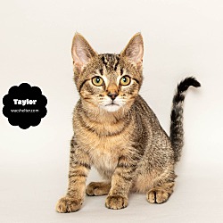 Thumbnail photo of TAYLOR #1