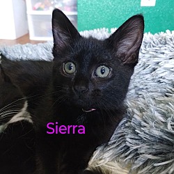 Thumbnail photo of Sierra (Pink) #1