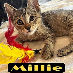 Thumbnail photo of Millie #1