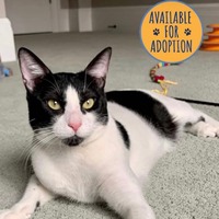 adopt a pet