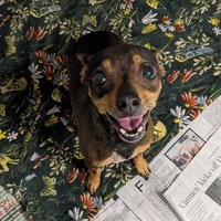 adopt a pet