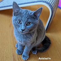 adopt a pet