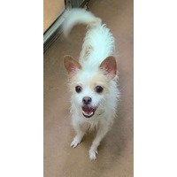 adopt-pet