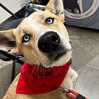 adopt a pet
