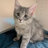 adopt-pet